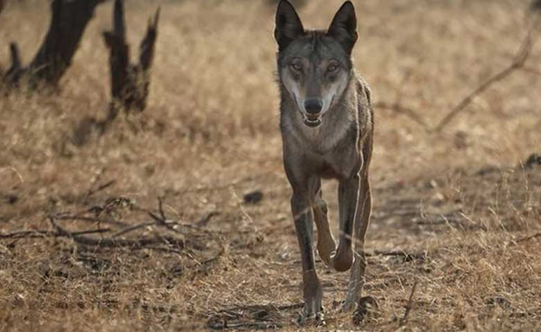 Revenge tendency among wolves behind spate of attacks in UP's Bahraich