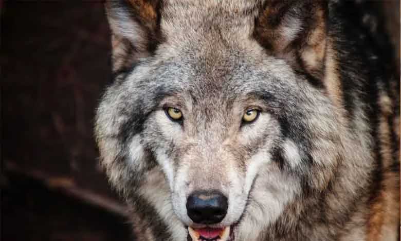 Boy Sleeping on Roof Attacked by Wolf in Uttar Pradesh's Bahraich