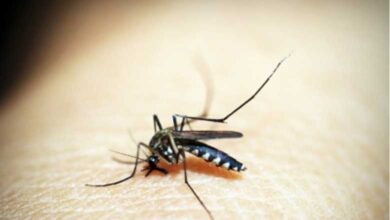 TN Health Dept on high alert as dengue cases on the rise