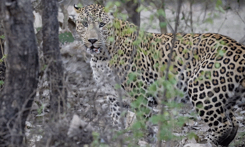 Woman killed by leopard in Udaipur, toll climbs to 7