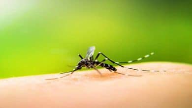 TN: Public warning for Dengue, Malaria risks as northeast monsoon sets in