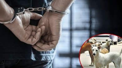 Hyderabad Man Arrested for Killing Dog in Retaliation for Son’s Injury at Jummerath Bazar