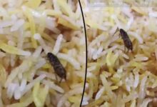 Cockroach Found in Biryani: Banjara Hills Restaurant Faces Customer Outrage