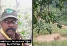 Viral Video Shows Forest Guards’ Courageous Encounter with Tiger