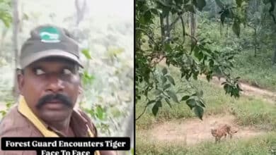 Viral Video Shows Forest Guards’ Courageous Encounter with Tiger