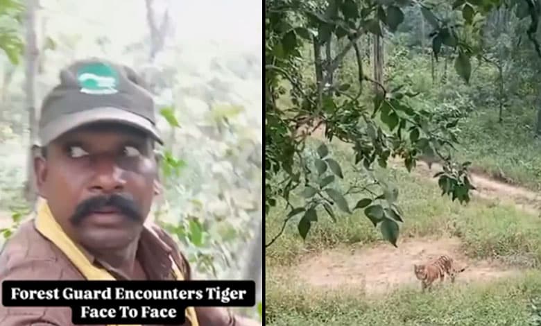 Viral Video Shows Forest Guards’ Courageous Encounter with Tiger