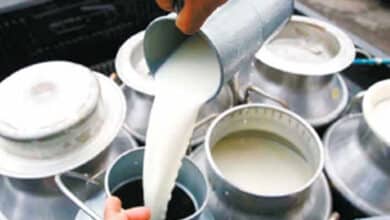 India's milk production rises 4 pc to cross 239 million tonnes in 2023-24