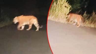 Panic on NH 44: Tiger Spotted Roaming Near Highway in Telangana