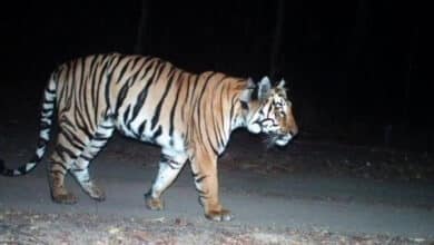 Tiger Johnny Travels Over 300 Km from Maharashtra to Telangana in Search of Mate