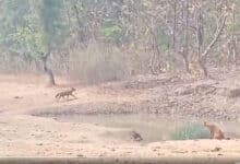 Wild Dogs Mistaken for Rare Species in Viral Video