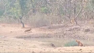 Wild Dogs Mistaken for Rare Species in Viral Video