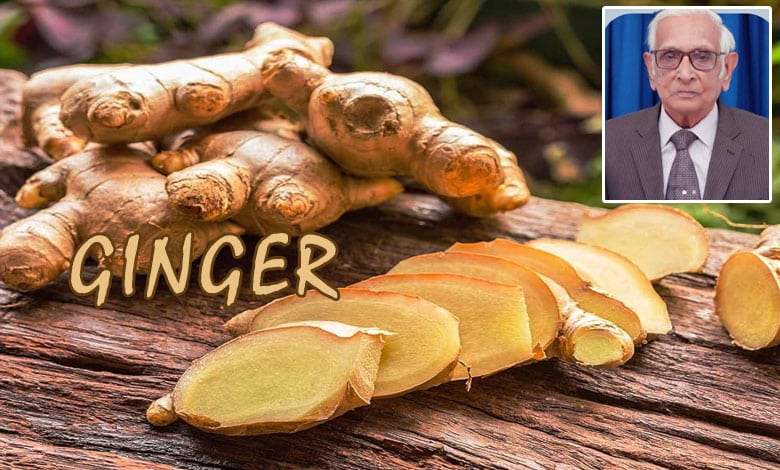 Ginger – Highly Useful Product - Mentioned in Quran and Sunnah: Dr. M.I.H. Farooqi  