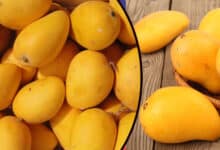 Mangoes Arrive Early in Hyderabad Markets! What Might the Price Be?