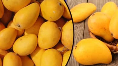 Mangoes Arrive Early in Hyderabad Markets! What Might the Price Be?