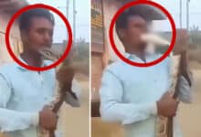 Warning: Man Gets Bitten While Playing with a Snake in Shocking Video – Do Not Watch if You Are Scared