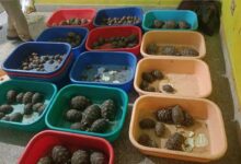 Rachakonda Police Foil Smuggling Racket, Seize 281 Starfish and 160 Tortoises