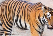 Madhya Pradesh to Translocate 14 Tigers to Gujarat, Chhattisgarh, and Odisha