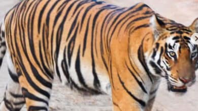 Madhya Pradesh to Translocate 14 Tigers to Gujarat, Chhattisgarh, and Odisha