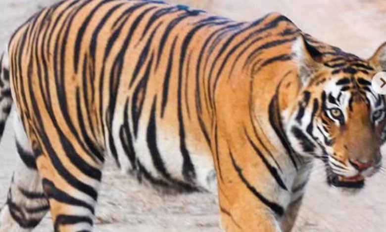 TIGER 2 3 Tiger Sighting in Orri Narsayyapally Village Sparks Fear in Warangal District