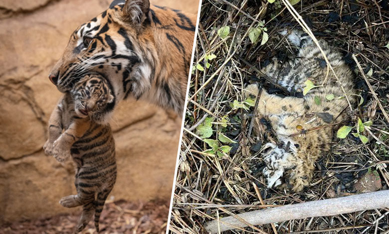 Mother tigress kills her cubs in Bengal Zoo