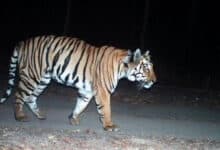 Tiger Sighting in Orri Narsayyapally Village Sparks Fear in Warangal District