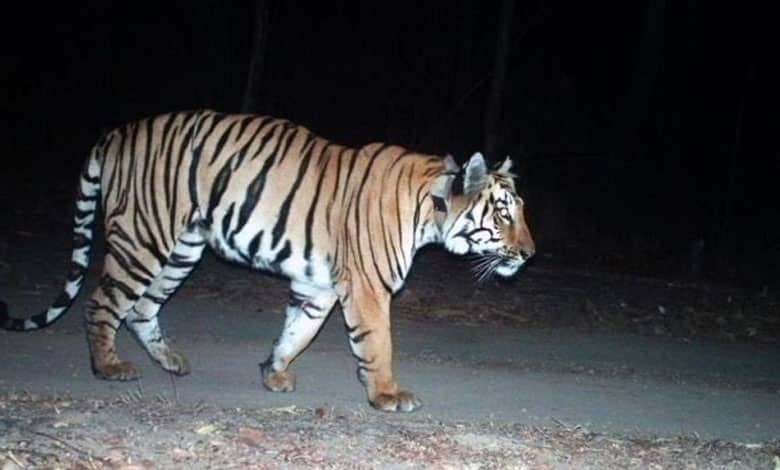 TIGERR Tiger Sighting in Orri Narsayyapally Village Sparks Fear in Warangal District