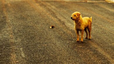 Telangana Enforces Fines for Pet Owners