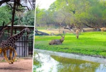 New Zoo Park Near Hyderabad: Location and Timeline Still Undecided, Says Telangana Minister