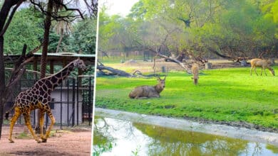 New Zoo Park Near Hyderabad: Location and Timeline Still Undecided, Says Telangana Minister