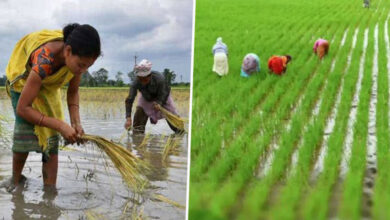 India Positioned for Significant Growth in Agricultural Exports by 2025: Report