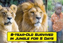 An 8-Year-Old Boy Lost in a Lion-Packed Jungle, Found Alive After 5 Days: How He Survived – Read Here