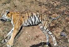 H5N1 Avian Influenza Virus Claims Lives of Three Tigers and One Leopard at Gorewada Rescue Center in Nagpur