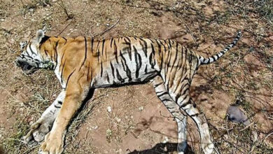 H5N1 Avian Influenza Virus Claims Lives of Three Tigers and One Leopard at Gorewada Rescue Center in Nagpur